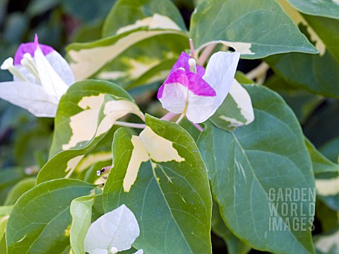 BOUGAINVILLEA_VARIEGATED__PINK_AND_WHITE_BRACTS
