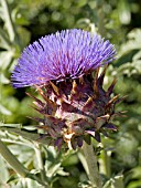 CYNARA CARDUNCULUS,  CARDOON  CLOSE UP.