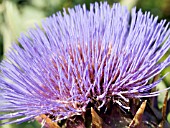 CYNARA CARDUNCULUS,  CARDOON.