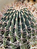 FEROCACTUS LATISPINUS,  DEVILS TONGUE BARREL,  CROWS CLAW CACTUS.