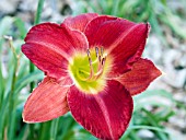 HEMEROCALLIS SCARLET ORBIT