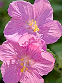 PAVONIA LASIOPETALA,  TEXAS ROCK ROSE