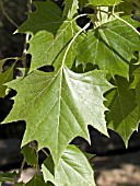 PLATANUS OCCIDENTALIS, AMERICAN SYCAMORE.