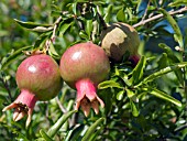 PUNICA GRANATUM, (POMEGRANATE), YOUNG FRUIT DEVELOPING