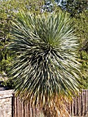 YUCCA ROSTRATA,  BEAKED YUCCA.