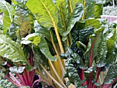 BRASSICA BRIGHT LIGHTS SWISS CHARD