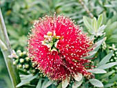 CALLISTEMON CITRINUS LITTLE JOHN BOTTLEBRUSH