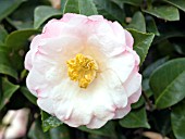 CAMELLIA JAPONICA DR.TINSLEY