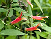 LOBELIA LAXIFLORA, (CANDY CORN LOBELIA)