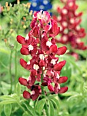 LUPINUS TEXENSIS MAROON