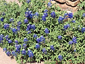 LUPINUS TEXENSIS,  TEXAS BLUE BONNET