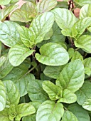 MENTHA PIPERITA ORANGE MINT