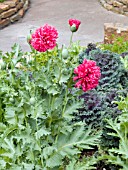 PAPAVER SOMNIFERUM,  OPIUM POPPY.