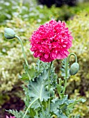 PAPAVER SOMNIFERUM,  OPIUM POPPY.