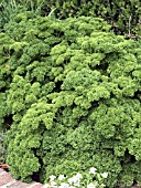 PETROSELINUM CRISPUM PARSLEY,  CURLY LEAF PARSLEY.