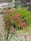 RUSSELIA EQUISETIFORMIS, FIRECRACKER PLANT.