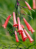 RUSSELIA EQUISETIFORMIS, FIRECRACKER PLANT.