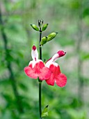 SALVIA MICROPHYLLA HOT LIPS