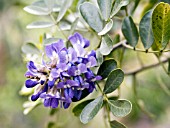 SOPHORA SECUNDIFLORA, TEXAS MOUNTAIN LAUREL.