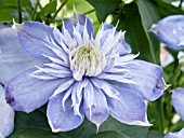 CLEMATIS BLUE LIGHT