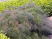 FOENICULUM VULGARE PURPUREA,  FENNEL.