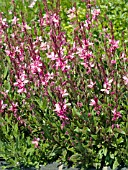 GAURA KARALEE PETITE PINK