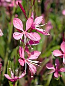 GAURA KARALEE PETITE PINK