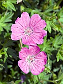 GERANIUM SANGUINEUM ALAN BLOOM