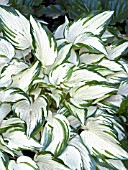 HOSTA WHITE CHRISTMAS