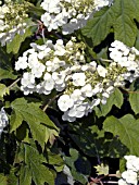 HYDRANGEA QUERCIFOLIA,  OAKLEAF HYDRANGEA.