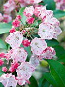 KALMIA LATIFOLIA OSTBO RED