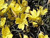 OENOTHERA LEMON DROP