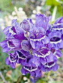 PENSTEMON COBAEA,  SHOWY BEARD TONGUE.