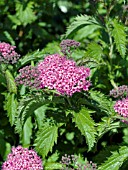 SPIRAEA BUMALDA CRISPA