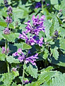 STACHYS MACRANTHA SUPERBA,  BIG BETONY.