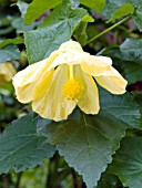 ABUTILON HYBRIDA YELLOW