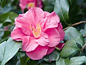 CAMELLIA JAPONICA DESCANSO YULETIDE