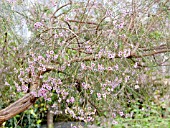 CHAMELAUCIUM UNCINATUM, GERALDTON WAXFLOWER.