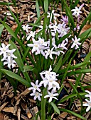 CHIONODOXA LUCILIAE,  GLORY OF THE SNOW.