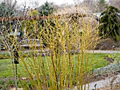 CORNUS STOLONIFERA FLAVIRAMEA