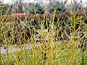 CORNUS STOLONIFERA FLAVIRAMEA