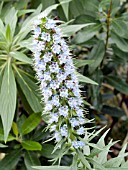 ECHIUM CANDICANS