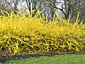 FORSYTHIA INTERMEDIA