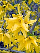 FORSYTHIA INTERMEDIA ARNOLD GIANT