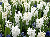 HYACINTHUS ORIENTALIS AIOLOS