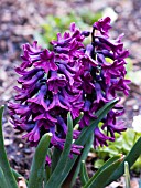 HYACINTHUS ORIENTALIS WOODSTOCK