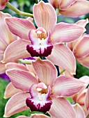 ORCHID CYMBIDIUM ALADDIN