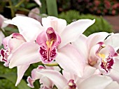 ORCHID CYMBIDIUM RAPTURE