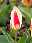 TULIPA STRESA