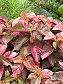 ACALYPHA WILKESIANA